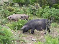 020 Parco Nazionale Genagentu